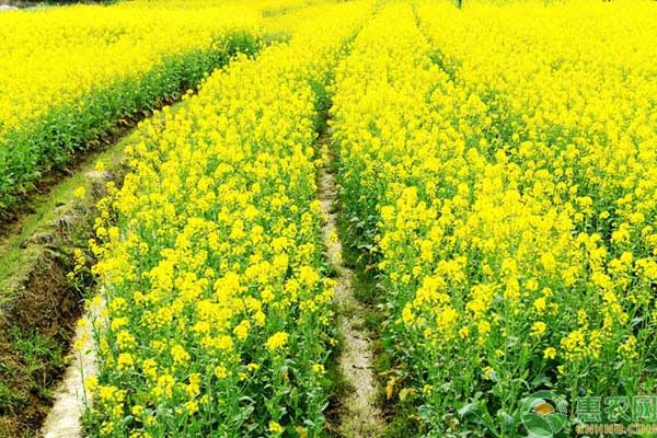 雙低雜交油菜高產(chǎn)栽培技術(shù)及病蟲(chóng)害防治